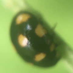 Brachiacantha ursina