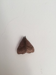 Ophisma