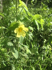 Abelmoschus esculentus