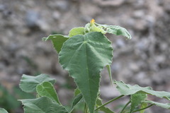 Allowissadula holosericea