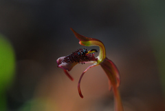 Chiloglottis curviclavia