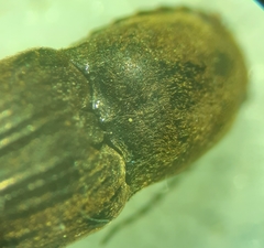 Cardiophorus convexus