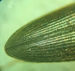 Cardiophorus convexus