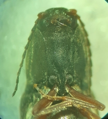 Cardiophorus convexus