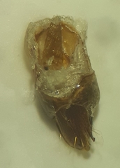 Cardiophorus convexus