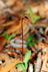Chiloglottis curviclavia