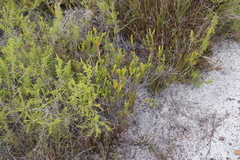 Lachnaea grandiflora