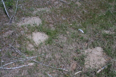 Geomys pinetis