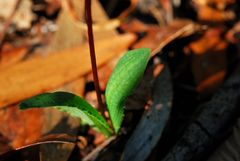 Chiloglottis curviclavia