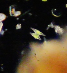 Scenedesmaceae