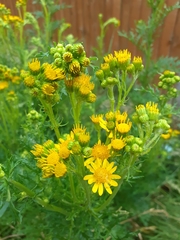 Senecio squalidus
