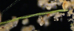 Desmidium