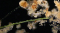Desmidium