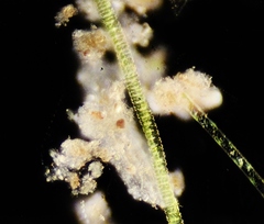 Desmidium