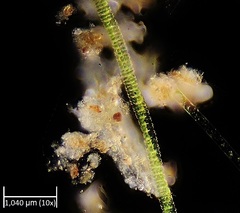 Desmidium