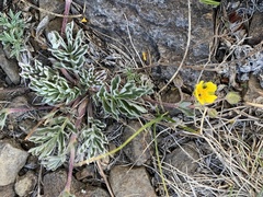 Potentilla morefieldii