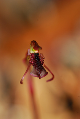 Chiloglottis curviclavia