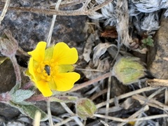 Potentilla morefieldii