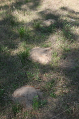 Geomys pinetis