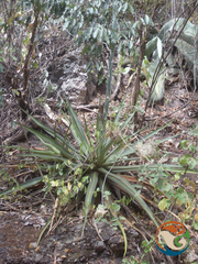 Agave angustiarum