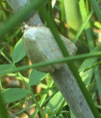 Protodeltote albidula