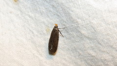 Dichomeris purpureofusca