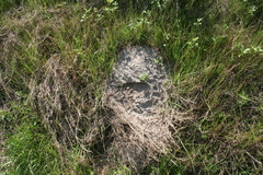 Geomys pinetis