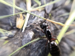 Camponotus herculeanus