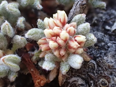 Eriogonum gracilipes