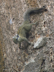 Paraxerus alexandri
