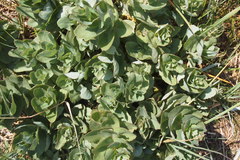 Hylotelephium maximum