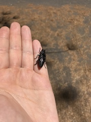 Chalcophora angulicollis
