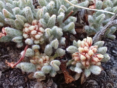 Eriogonum gracilipes