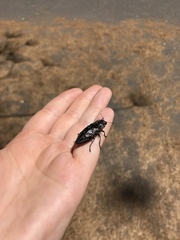 Chalcophora angulicollis