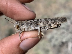 Cratypedes lateritius