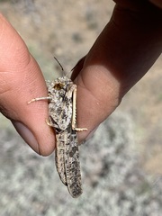 Cratypedes lateritius