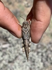 Cratypedes lateritius