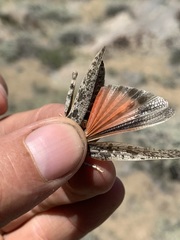 Cratypedes lateritius