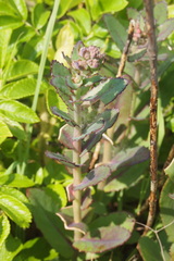 Hylotelephium maximum