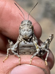 Cratypedes lateritius