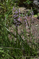 Dactylorhiza iberica