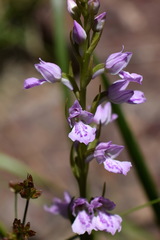 Dactylorhiza iberica