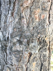 Pinus