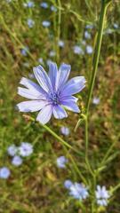 Cichorium intybus