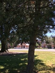 Pinus