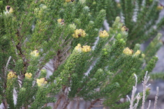 Aspalathus capitata