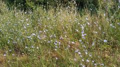 Cichorium intybus