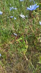 Cichorium intybus
