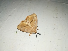 Strigivenifera venata