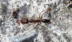 Anochetus